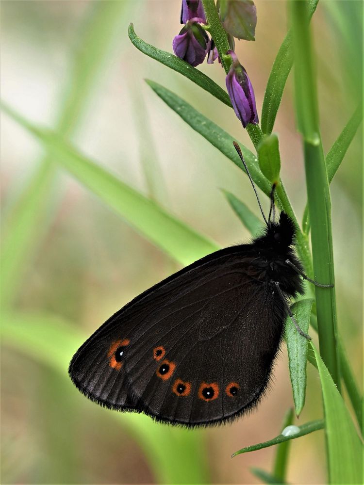 Rundaugen-Mohrenfalter (Erebia medusa)