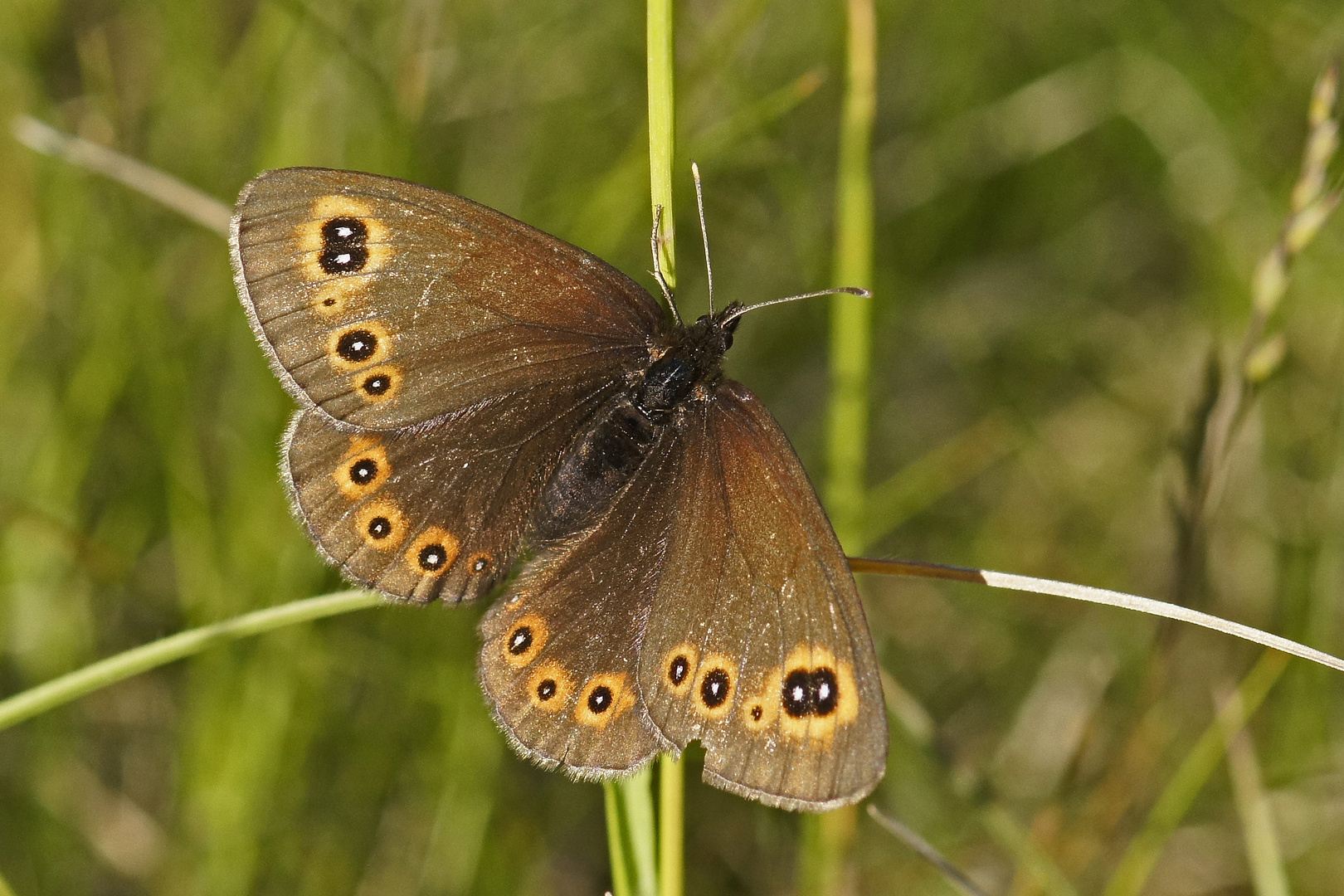 Rundaugen-Mohrenfalter (Erebia medusa), Weibchen