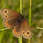 Rundaugen-Mohrenfalter (Erebia medusa), Weibchen