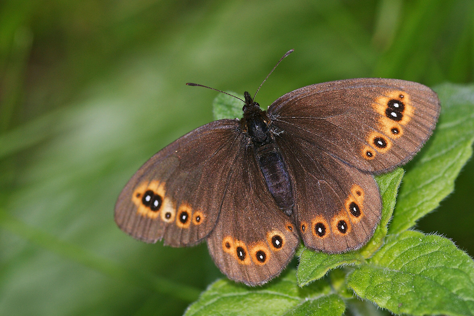 Rundaugen-Mohrenfalter (Erebia medusa),Weibchen.