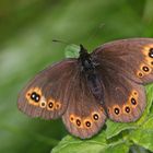 Rundaugen-Mohrenfalter (Erebia medusa),Weibchen.