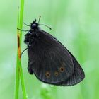 Rundaugen Mohrenfalter morgens in der Wiese