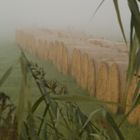 Rundballen bei Nebel im Sonnenaufgang