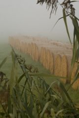 Rundballen bei Nebel im Sonnenaufgang