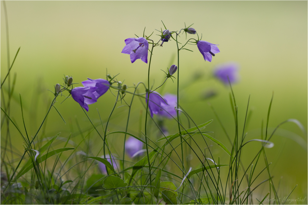 Rundblättrige Glockenblume