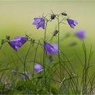 Rundblättrige Glockenblume