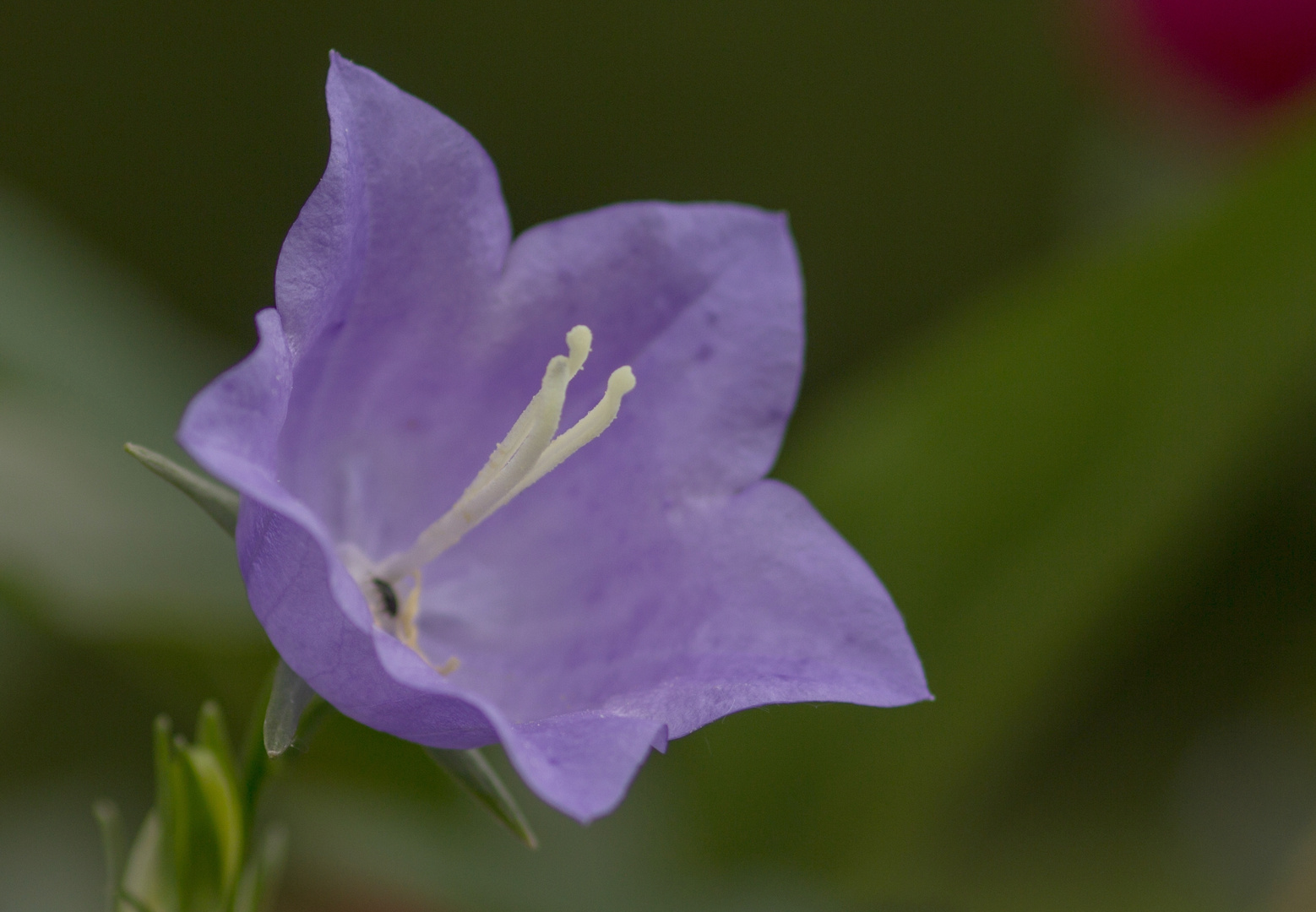 Rundblättrige Glockenblume