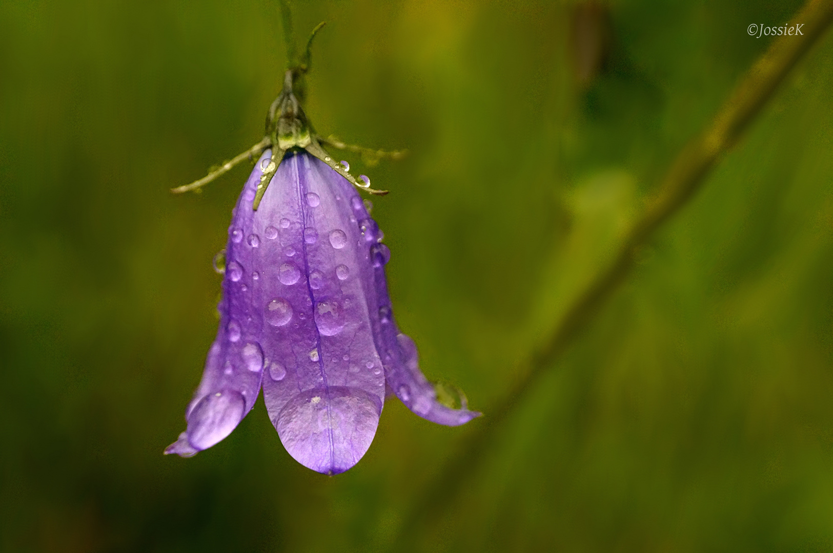 Rundblättrige Glockenblume