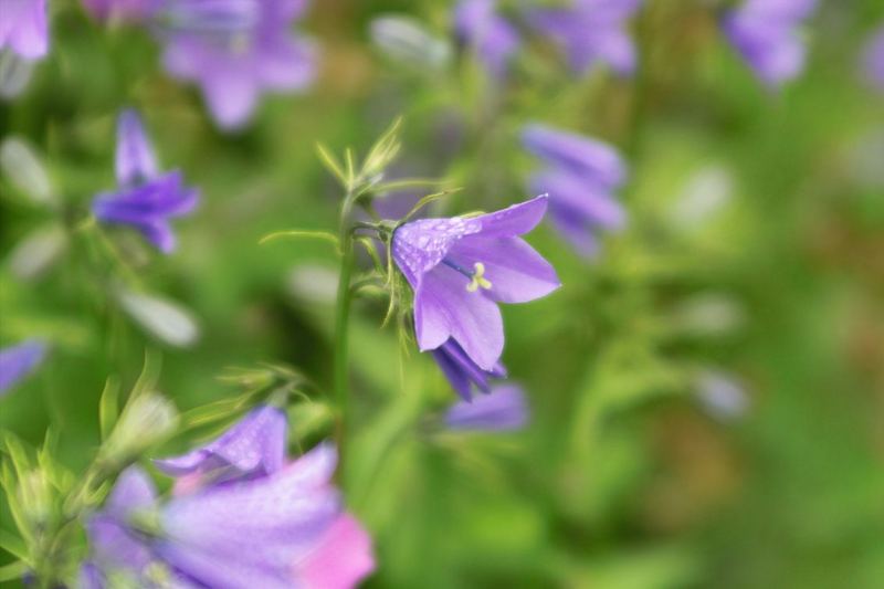 rundblättrige Glockenblume