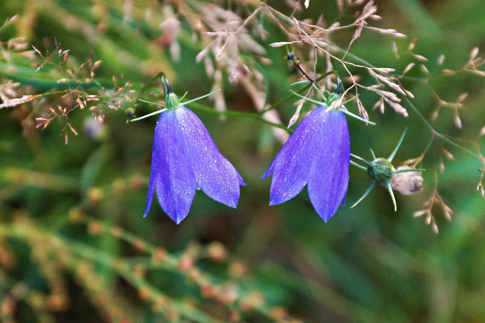 Rundblättrige Glockenblume