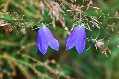 Rundblättrige Glockenblume