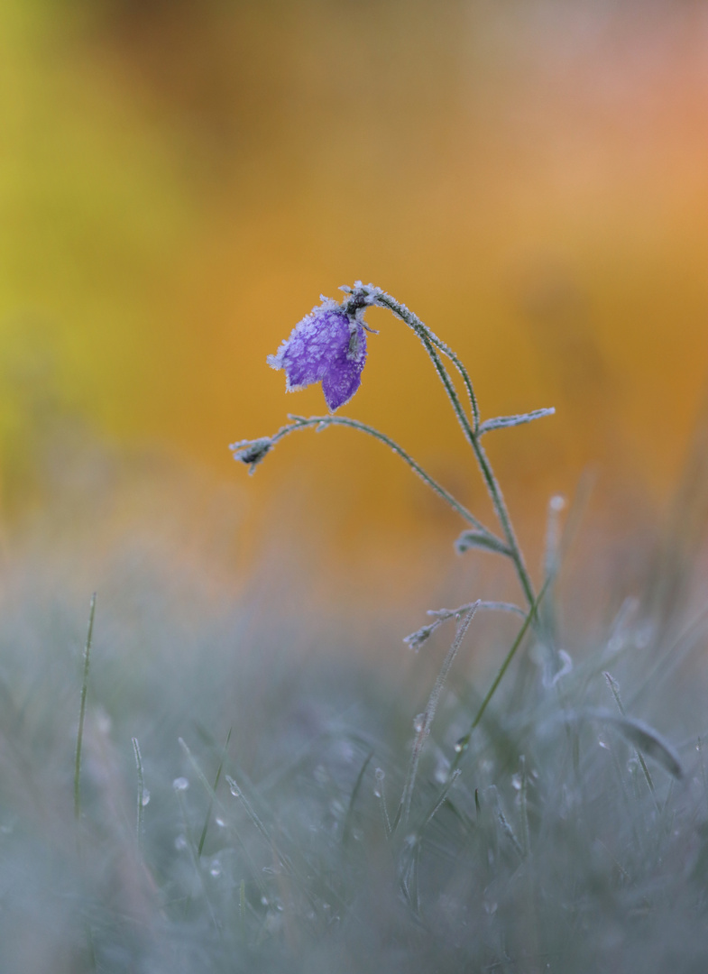 Rundblättrige Glockenblume