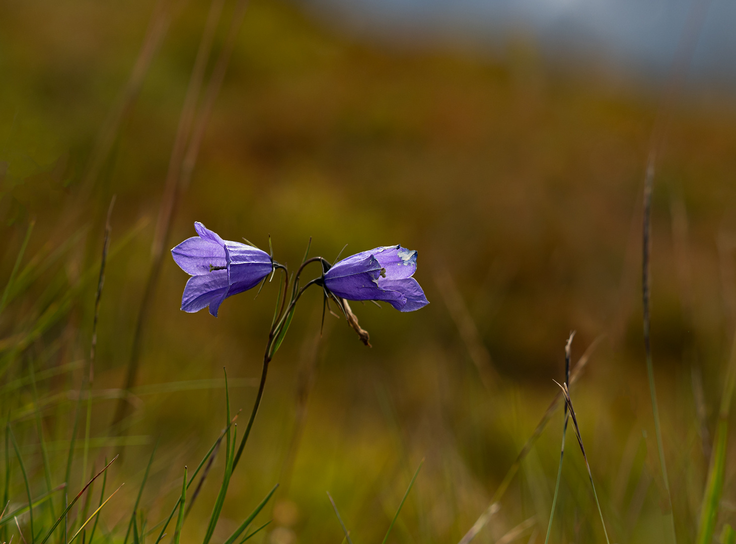 Rundblättrige-Glockenblume