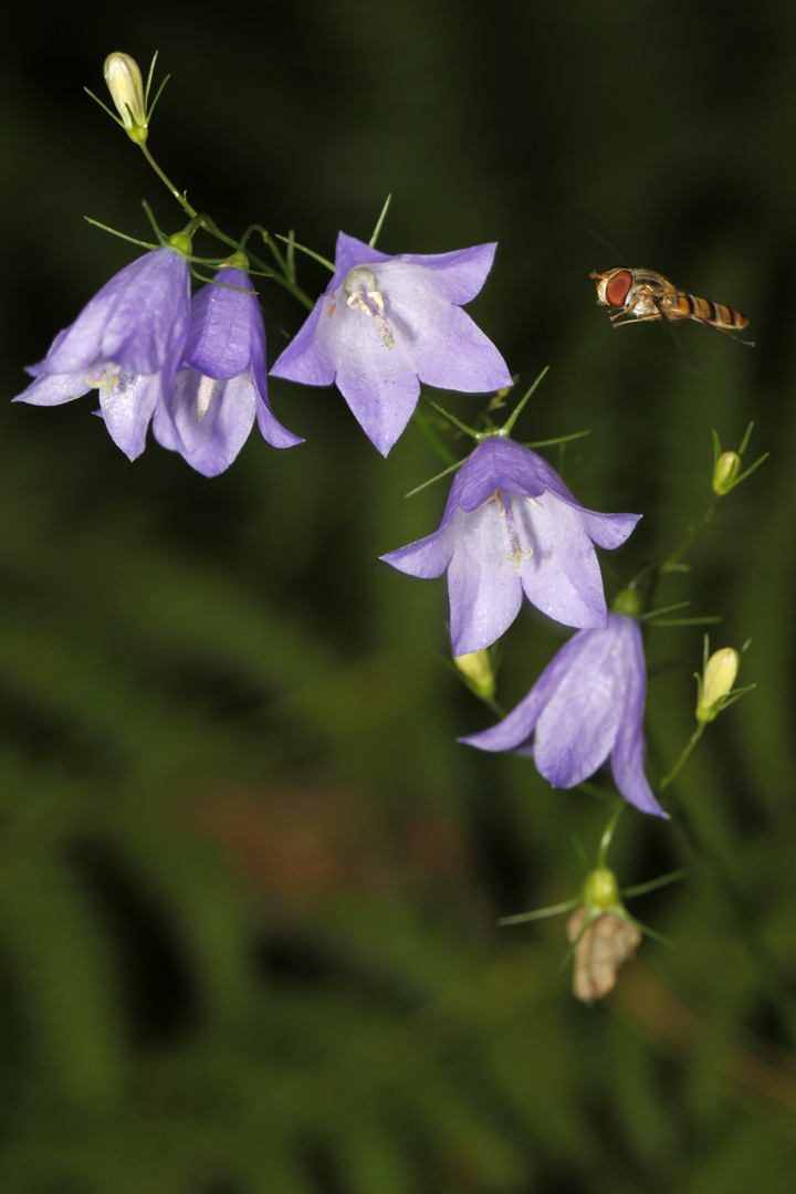 Rundblättrige Glockenblume