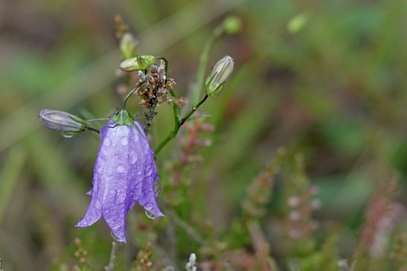 Rundblättrige Glockenblume