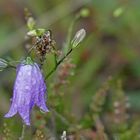 Rundblättrige Glockenblume