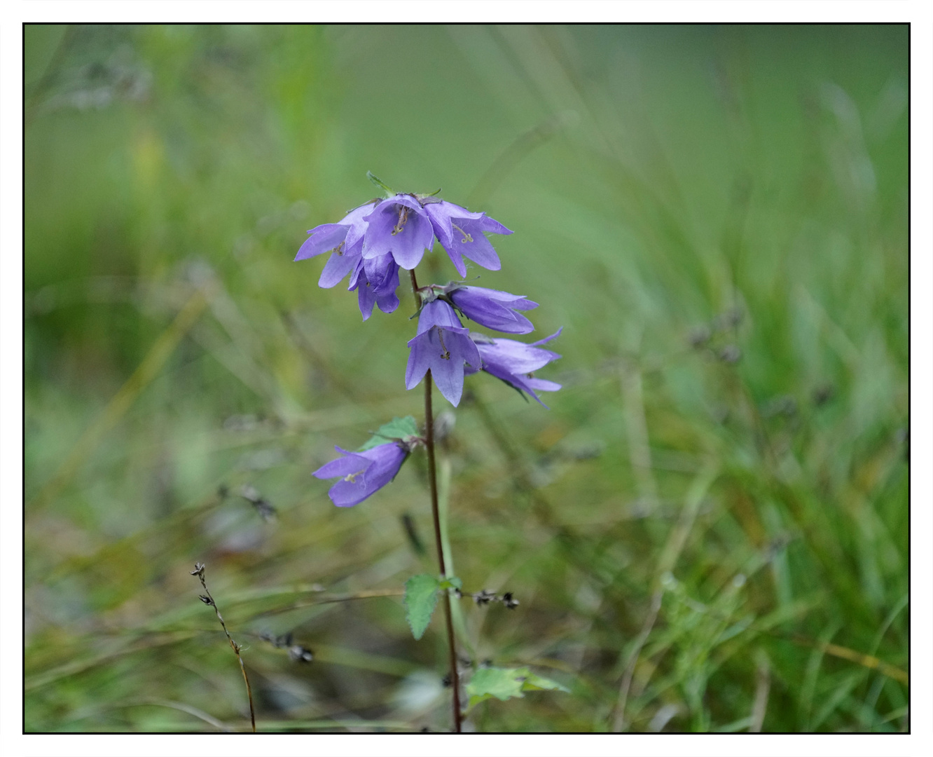 Rundblättrige Glockenblume (Campanula rotundifolia)