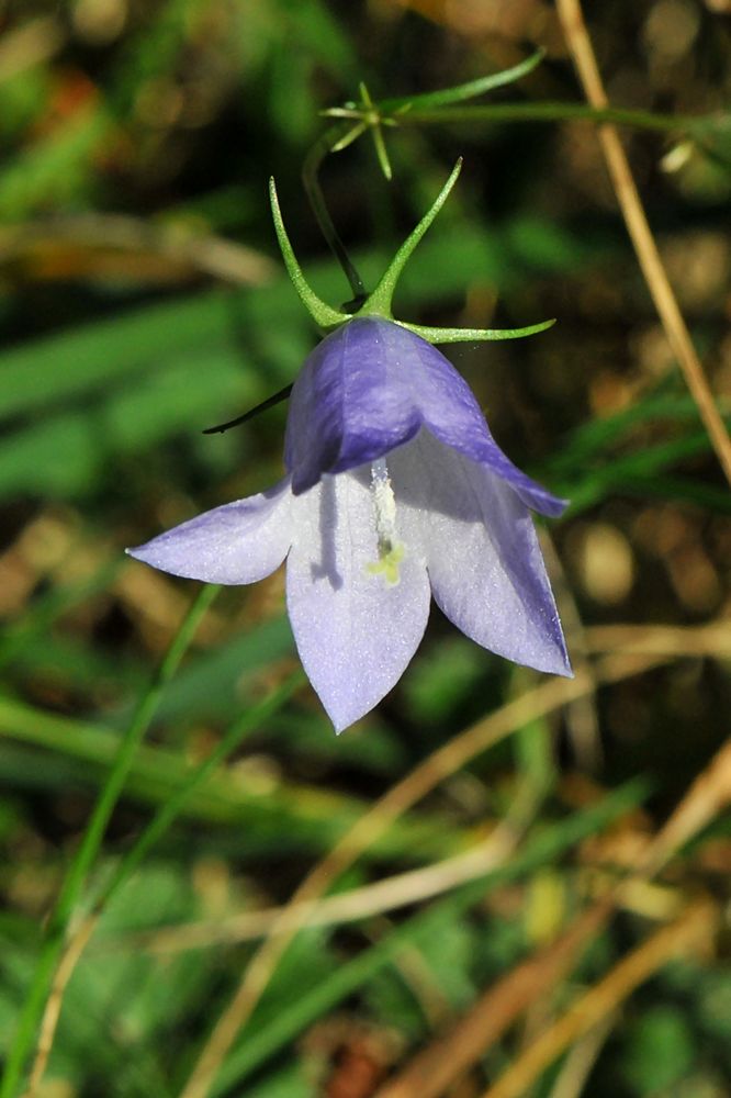 Rundblättrige Glockenblume  (Campanula rotundifolia)