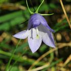 Rundblättrige Glockenblume  (Campanula rotundifolia)