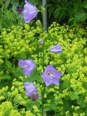 Rundblättrige Glockenblume (Campanula rotundifolia)