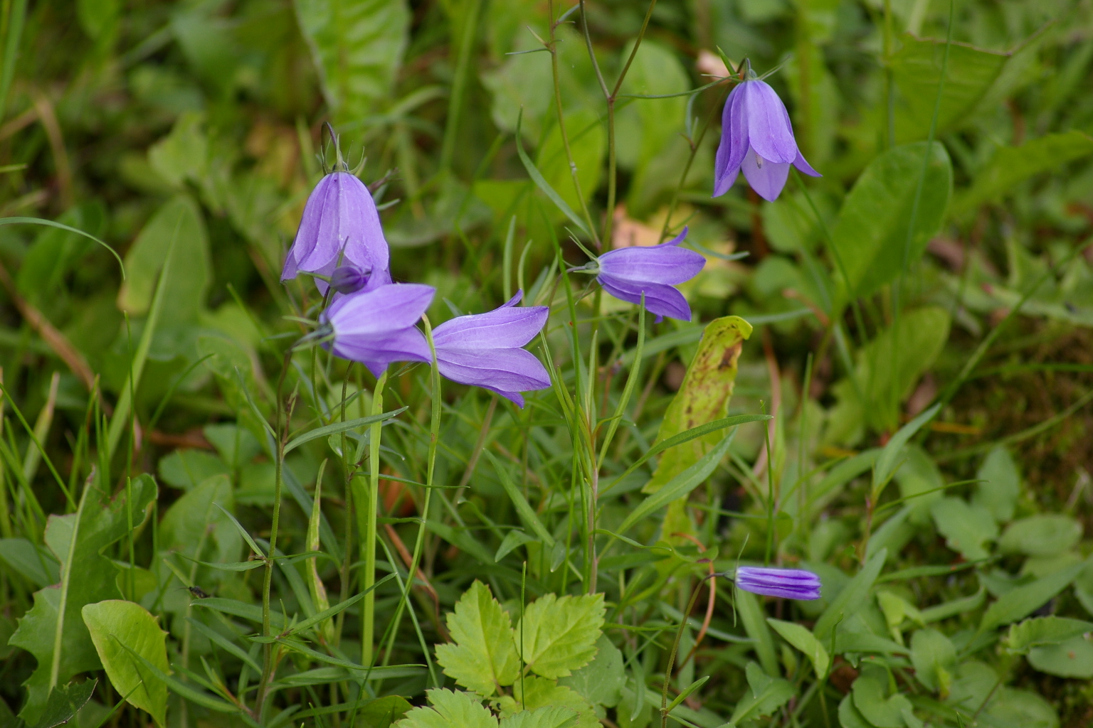 Rundblättrige Glockenblume