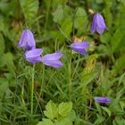 Rundblättrige Glockenblume