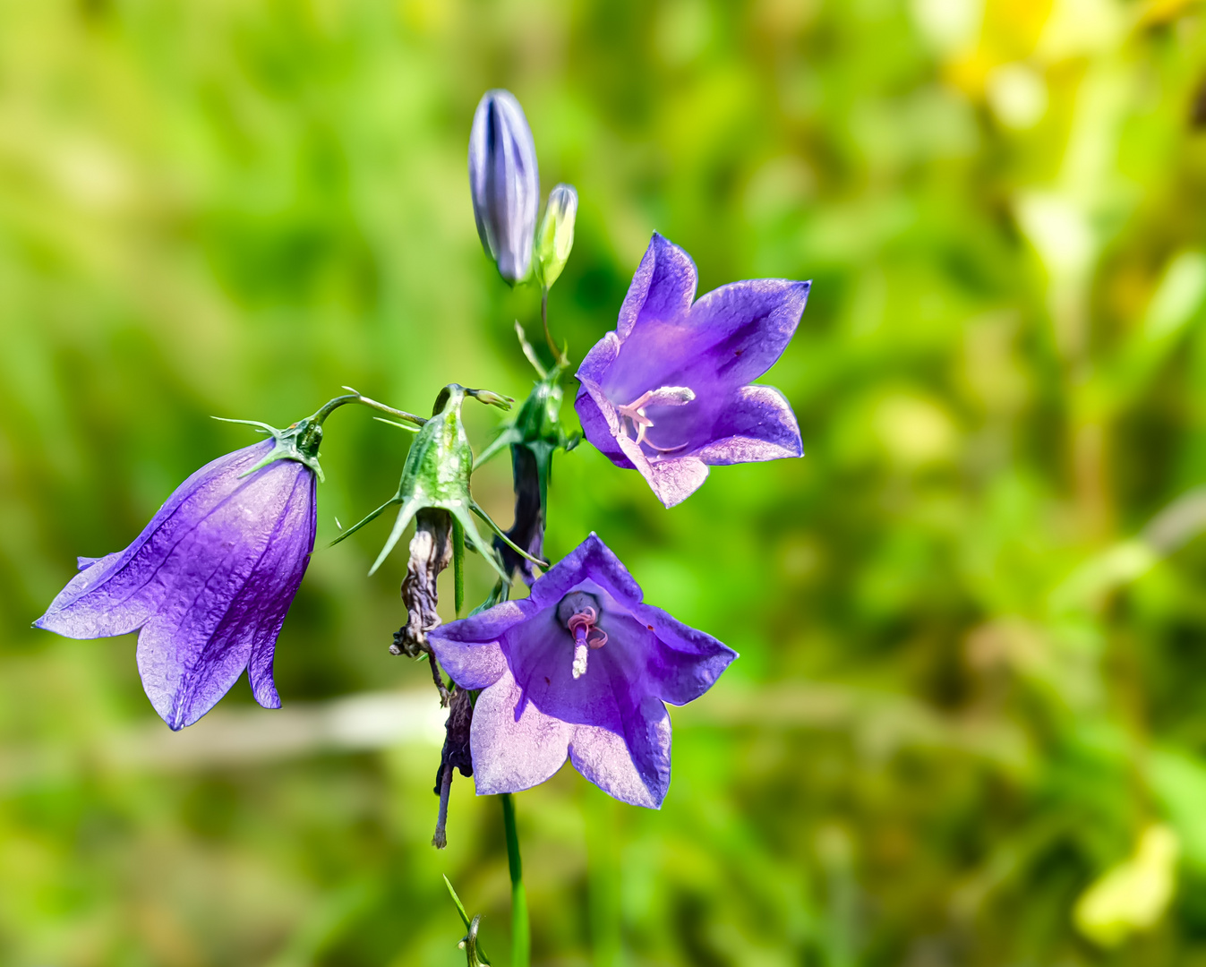 Rundblättrige Glockenblume eine art der Glockenblumen