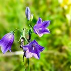 Rundblättrige Glockenblume eine art der Glockenblumen