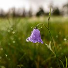 Rundblättrige Glockenblume im Morgentau 