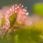 Rundblättriger Sonentau (Drosera rotundifolia)