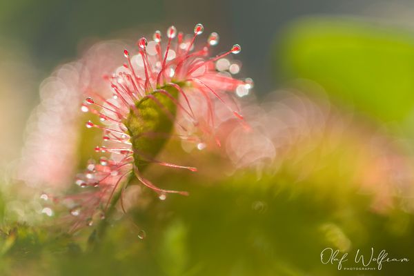 Rundblättriger Sonentau (Drosera rotundifolia)