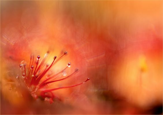 Rundblättriger Sonnentau