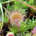 Rundblättriger Sonnentau (Drosera rotundifolia)