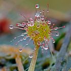 Rundblättriger Sonnentau (Drosera rotundifolia)