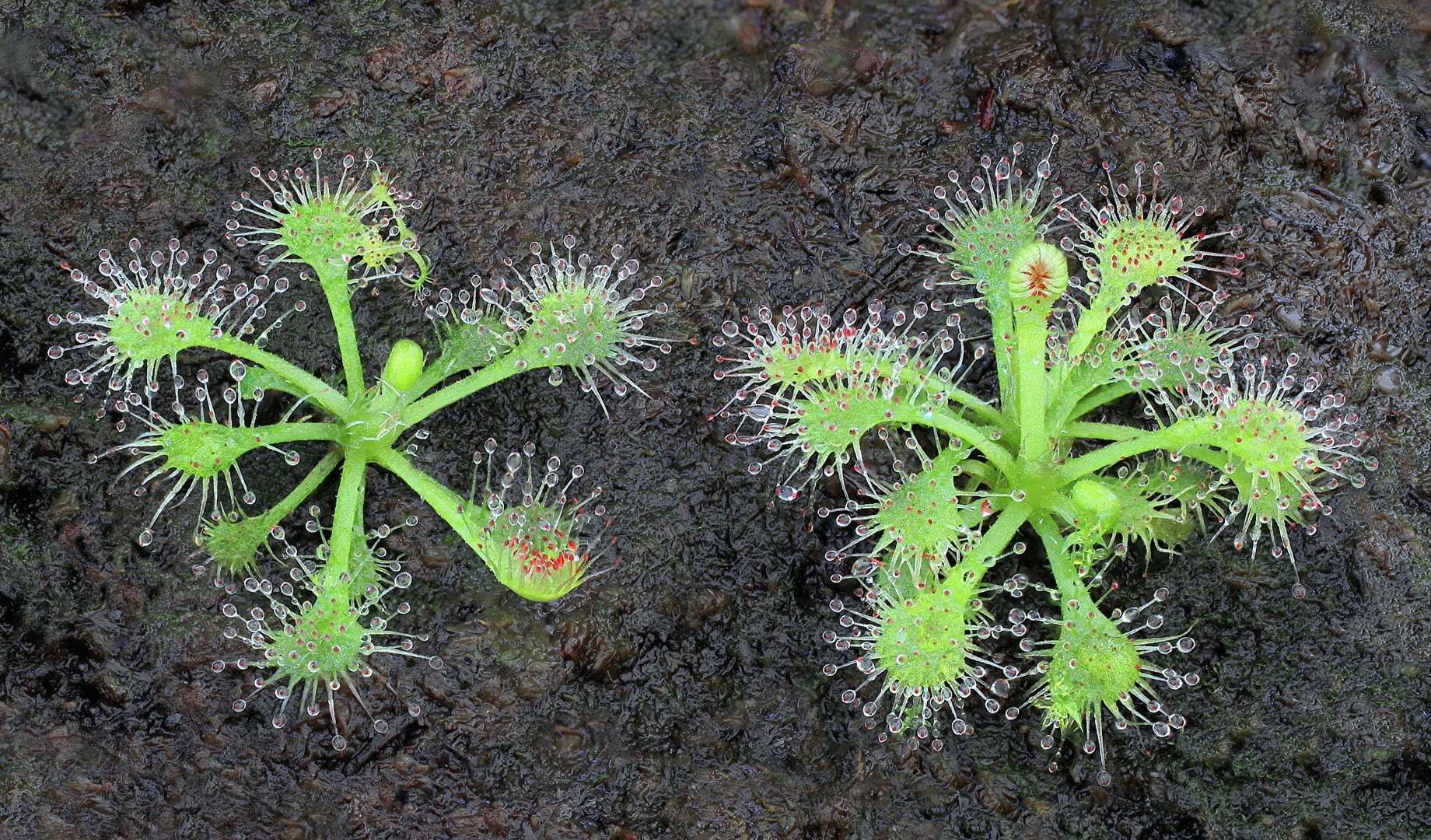 Rundblättriger Sonnentau  (Drosera rotundifolia)