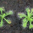 Rundblättriger Sonnentau  (Drosera rotundifolia)