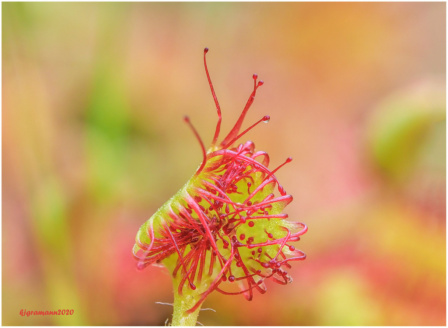 rundblättriger sonnentau (drosera rotundifolia) ....