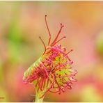 rundblättriger sonnentau (drosera rotundifolia) ....