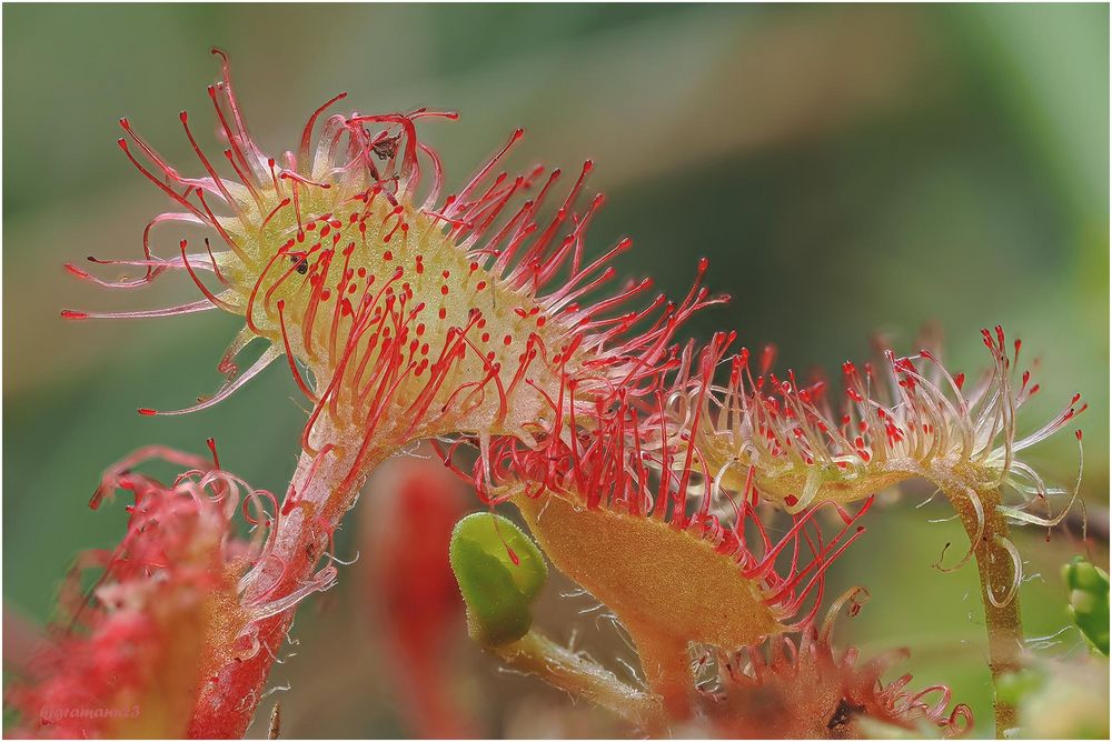 rundblättriger sonnentau (drosera rotundifolia) ...