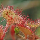 rundblättriger sonnentau (drosera rotundifolia) ...