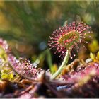 Rundblättriger Sonnentau (Drosera rotundifolia).....