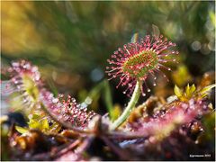 Rundblättriger Sonnentau (Drosera rotundifolia).....