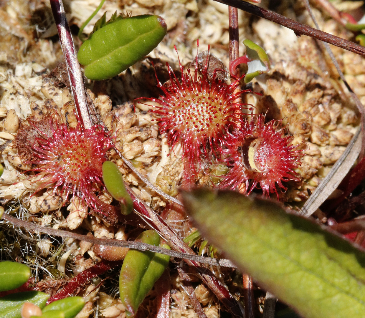 Rundblättriger Sonnentau (Drosera rotundifolia)