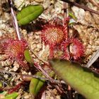 Rundblättriger Sonnentau (Drosera rotundifolia)