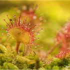 rundblättriger sonnentau (Drosera rotundifolia).....