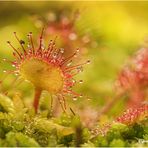 rundblättriger sonnentau (Drosera rotundifolia).....