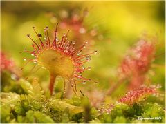 rundblättriger sonnentau (Drosera rotundifolia).....