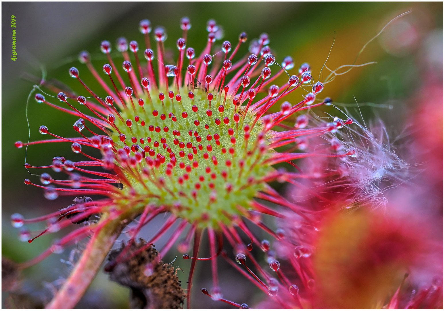 rundblättriger sonnentau (drosera rotundifolia)....