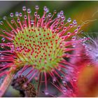 rundblättriger sonnentau (drosera rotundifolia)....