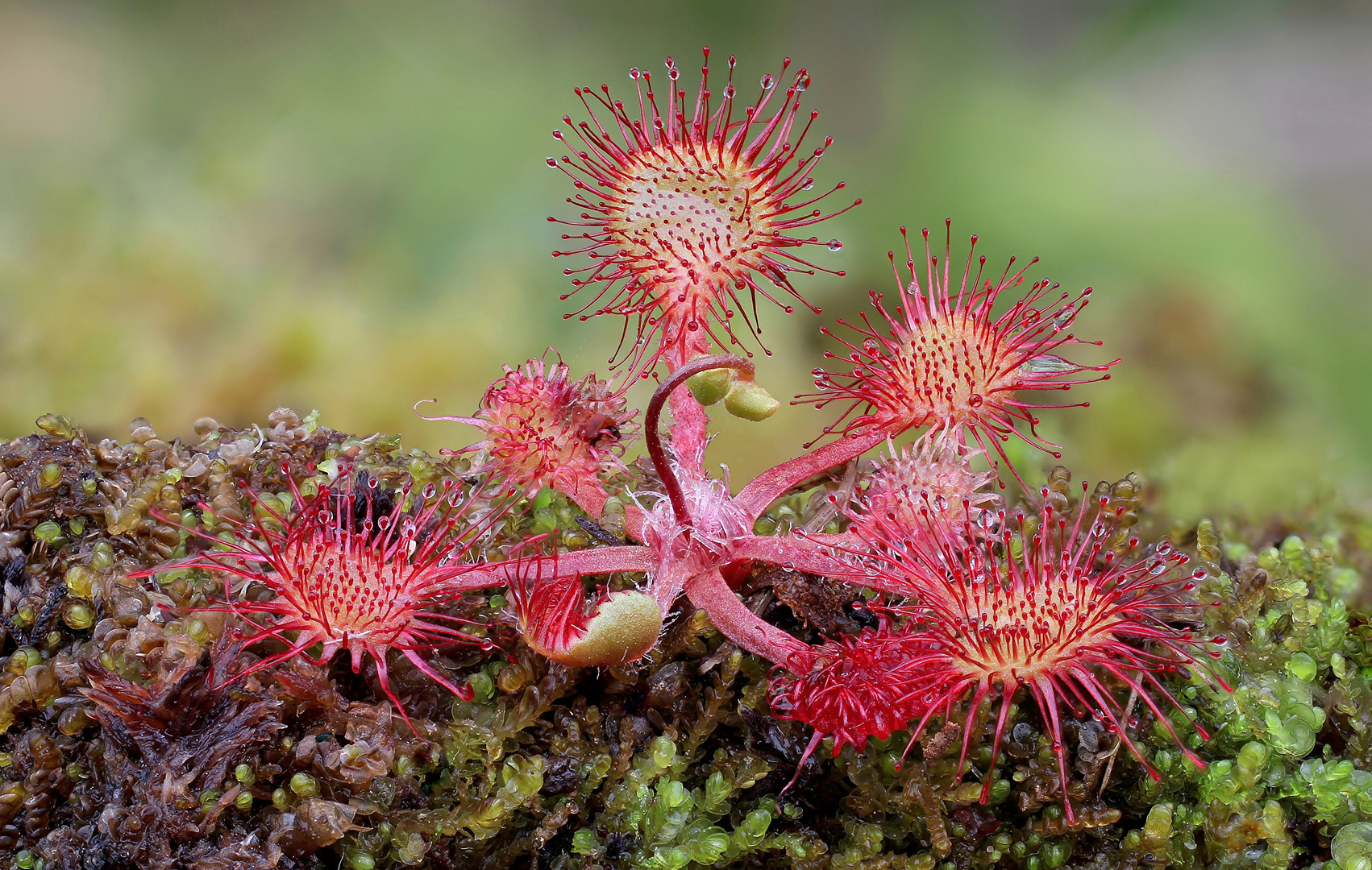 Rundblättriger Sonnentau  (Drosera rotundifolia)